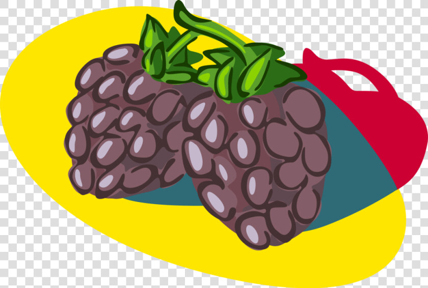 Vector Illustration Of Bramble Fruit Blackberry Edible   Illustration  HD Png DownloadTransparent PNG