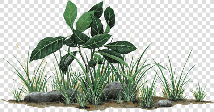 Grass And Rocks Png   Png Download   Jungle Leaves Wall Stickers  Transparent PngTransparent PNG