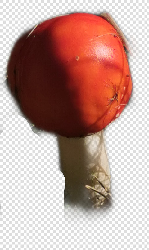 Fliegenpilz Pilze Freetoedit   Tomato  HD Png DownloadTransparent PNG