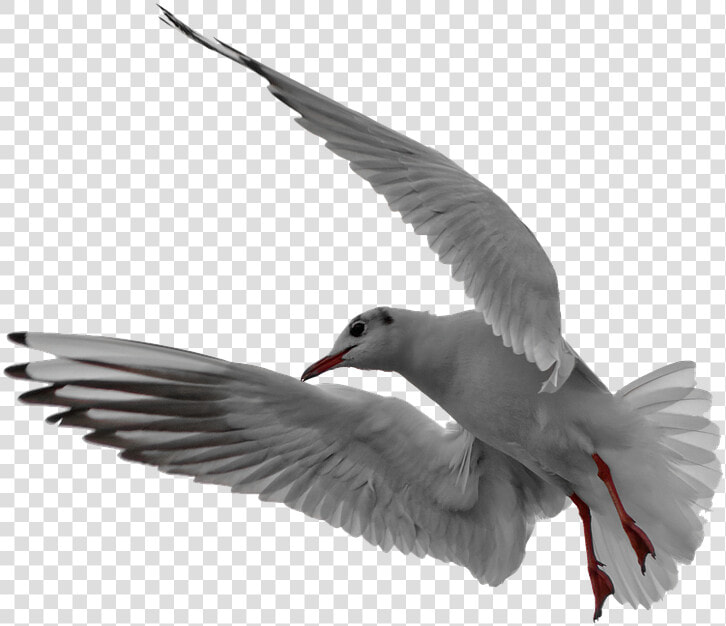 Seagull Flight Isolated Free Picture  HD Png DownloadTransparent PNG