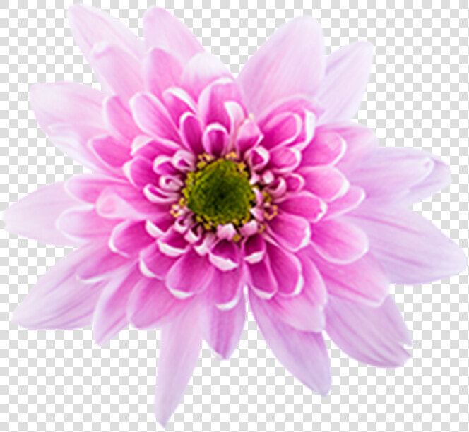 Click To Enlarge Image Pink Novelt Monalisa   Chrysanths  HD Png DownloadTransparent PNG