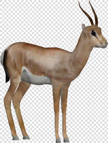 Thomson  39 s Gazelle  HD Png DownloadTransparent PNG