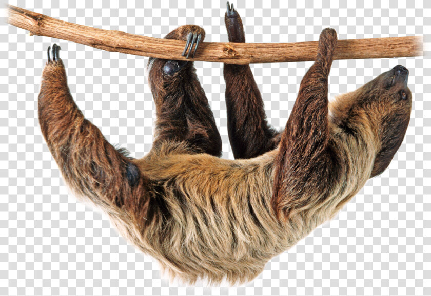 Download Sloth Png Image   Sloth Png  Transparent PngTransparent PNG