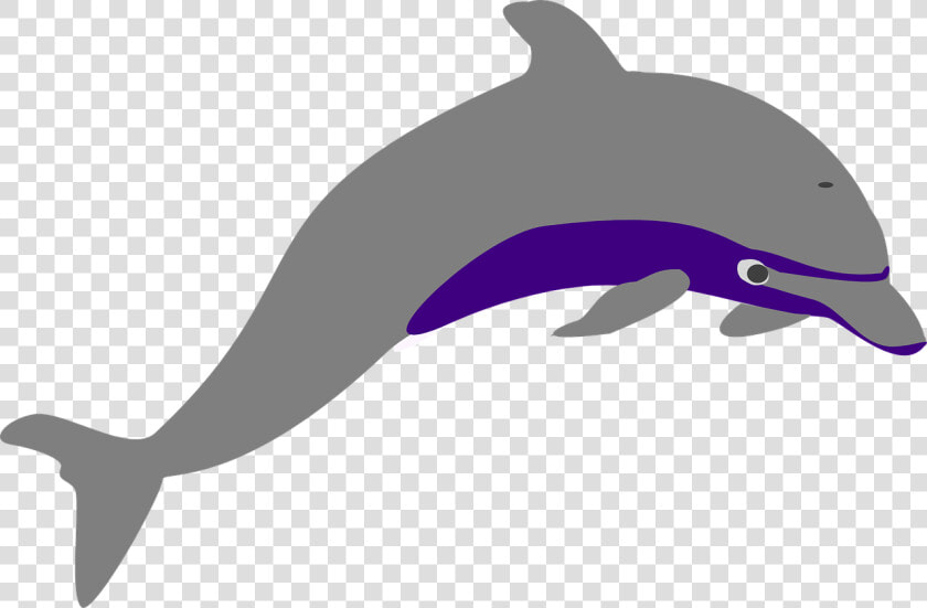 Dolphin Vector 11  Buy Clip Art   Dolphin Jump Png  Transparent PngTransparent PNG