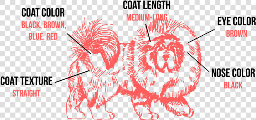 Tibetan Mastiff Coat Types  HD Png DownloadTransparent PNG