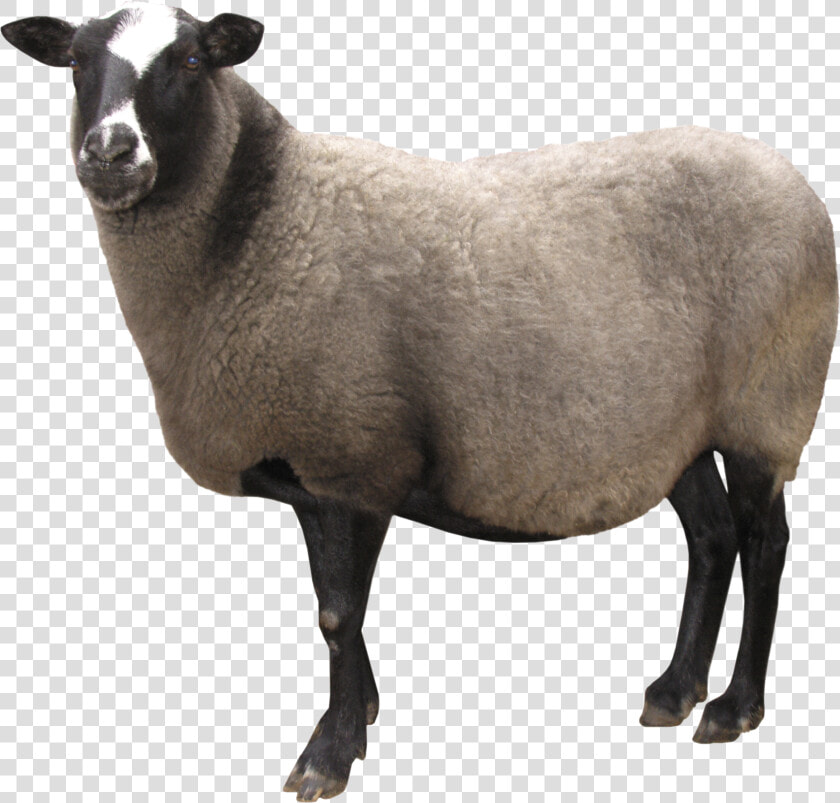 Sheep Png Image   Sheep Png  Transparent PngTransparent PNG