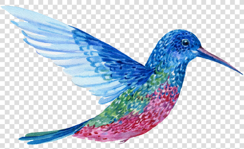 Hand Painted A Flying Colorful Bird Png Transparent   Colorful Flying Birds Transparent  Png DownloadTransparent PNG