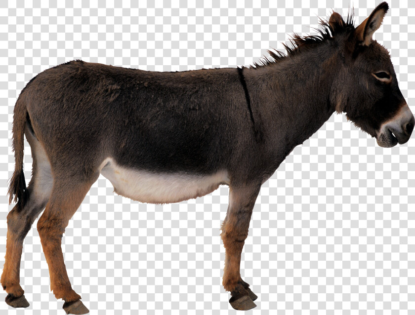 Brazil S Ban On Donkey Slaughter Halts Trade With China   Transparent Background Donkey Png  Png DownloadTransparent PNG