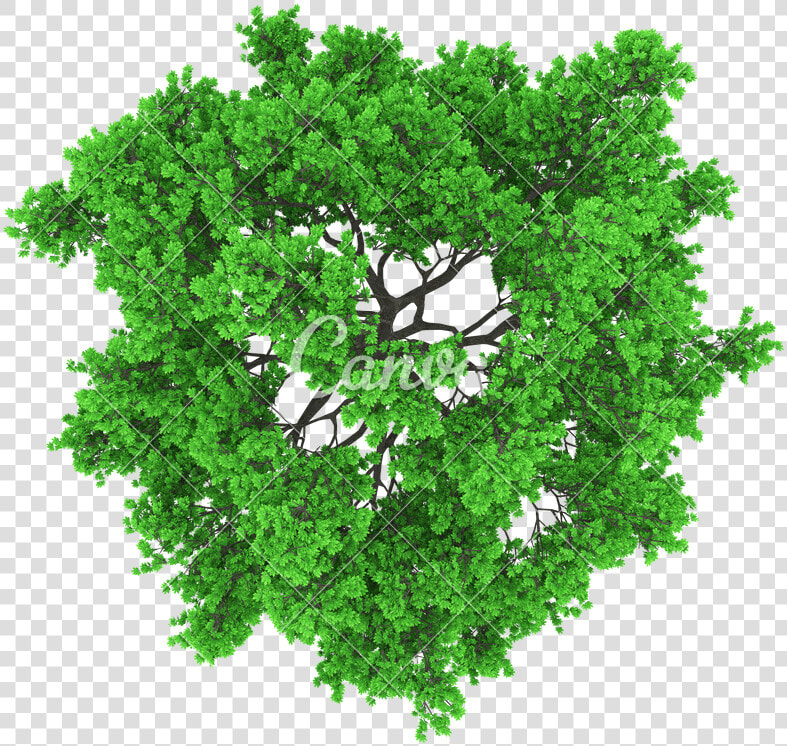 Transparent Tree Aerial View Png   Vector Tree Top View Png  Png DownloadTransparent PNG