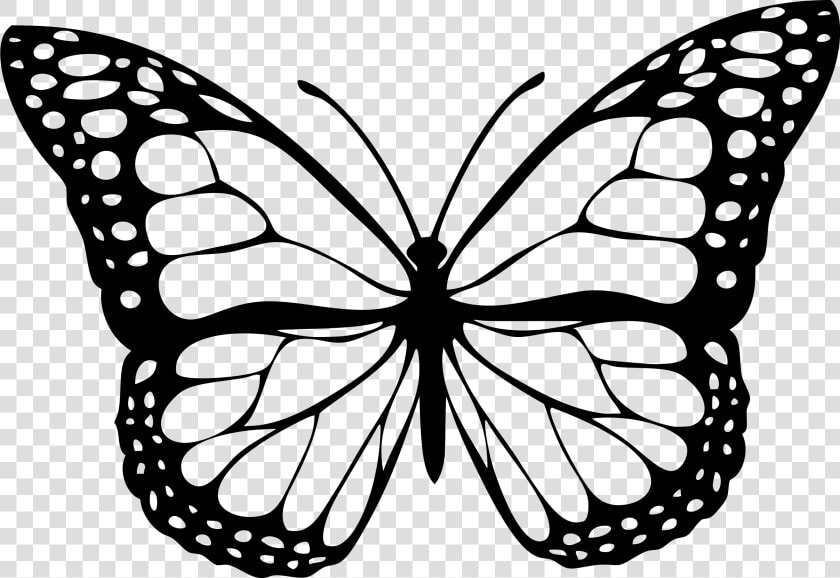 Stroke Drawing Butterfly   Butterfly Png Black And White  Transparent PngTransparent PNG