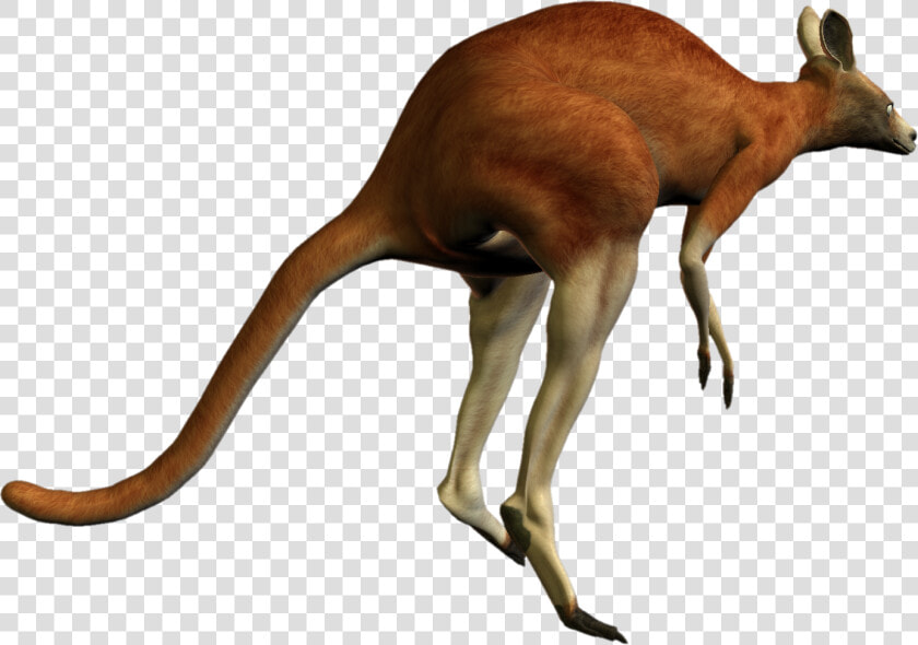 Kangaroo Png   Red Kangaroo Transparent Background  Png DownloadTransparent PNG