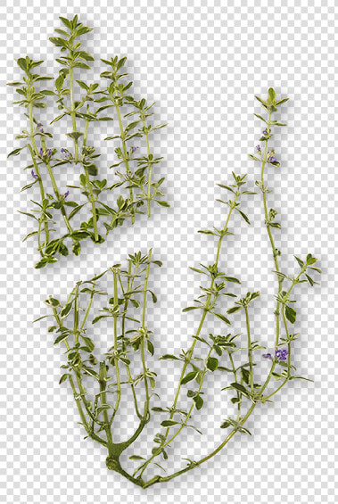 Chlorophyta  HD Png DownloadTransparent PNG