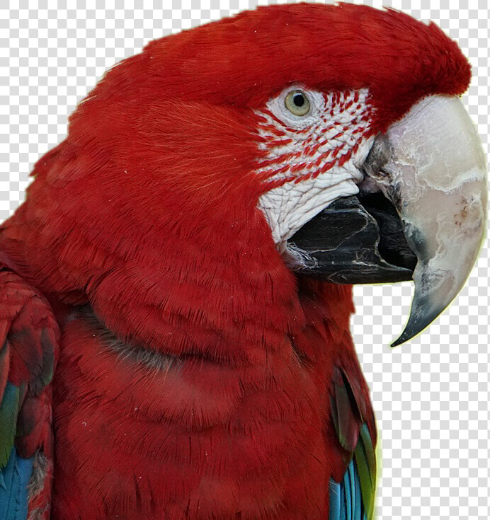  scarlet  macaw  parrot  birds  pets  stickers  red   Macaw  HD Png DownloadTransparent PNG