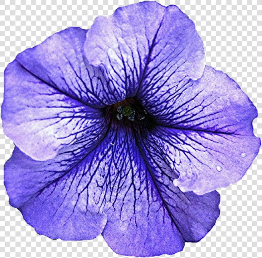 Petunia Transparent Background   Petunia Png  Png DownloadTransparent PNG