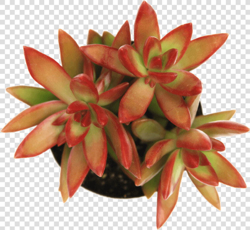 Sedum Firestorm Class   Pegasus Flora  HD Png DownloadTransparent PNG