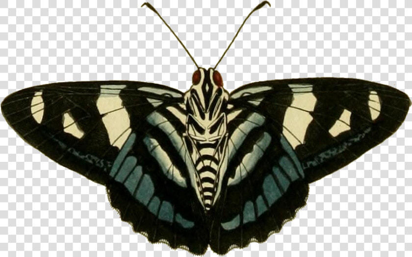 Jemadia Gnetus   Papilio Machaon  HD Png DownloadTransparent PNG