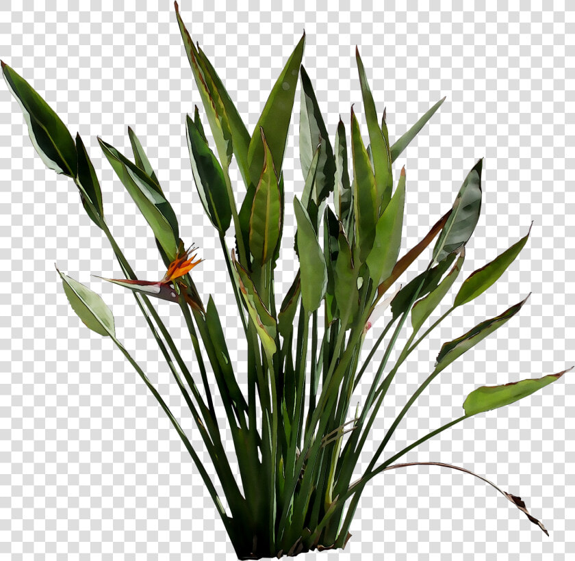 Leaf Plant Stem Flower Grasses Plants   Flowering Plant Transparent  HD Png DownloadTransparent PNG