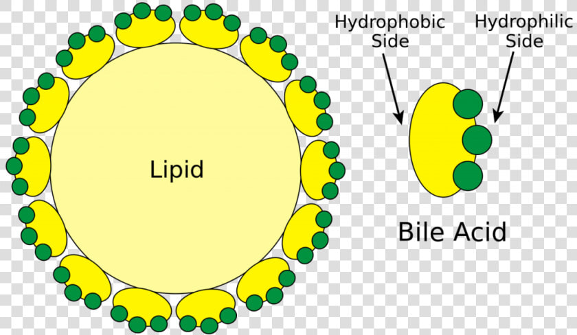 Bile  HD Png DownloadTransparent PNG