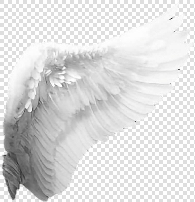 Angel Wings Png   Png Download   Angel Wings No Background  Transparent PngTransparent PNG