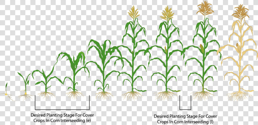 Clip Art Interseeding Covers Mastering Farming   Corn Crop Stages Hd  HD Png DownloadTransparent PNG