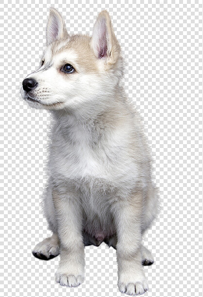 Dog  Pet  Isolated  Animal  Friendship  Trust  Puppies  HD Png DownloadTransparent PNG