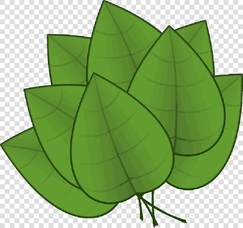 Green  Apple  Fall  Outline  Plants  Leaf  Palm  Tree   Parts Of The Plants Leaf  HD Png DownloadTransparent PNG