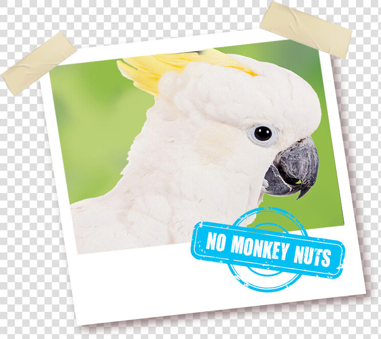 Sulphur crested Cockatoo  HD Png DownloadTransparent PNG