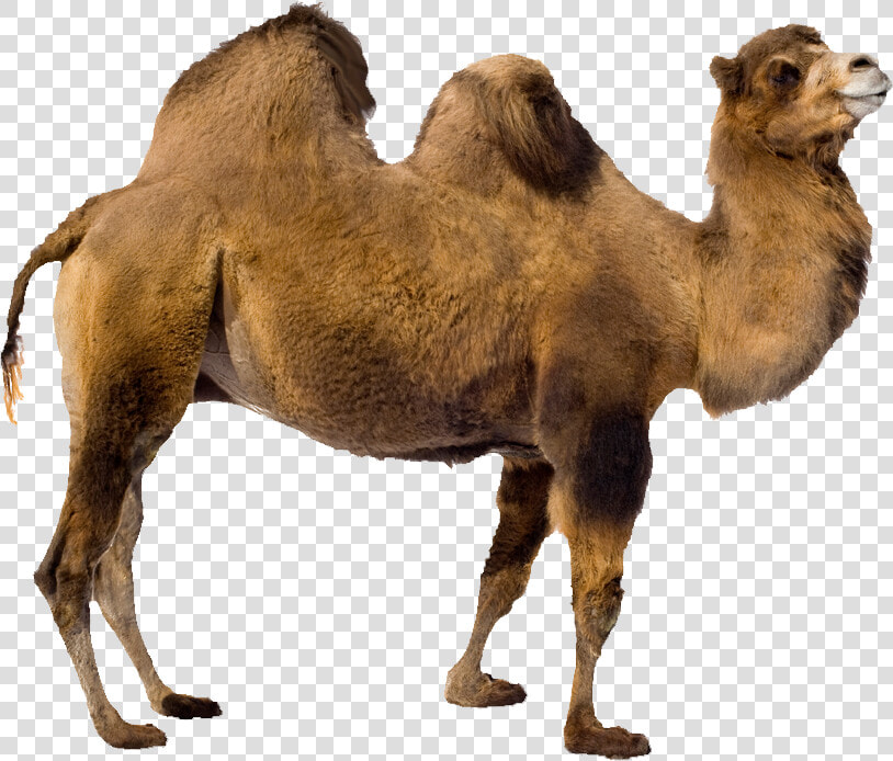 Camel Transparent Image Animal   Camel Transparent Background  HD Png DownloadTransparent PNG