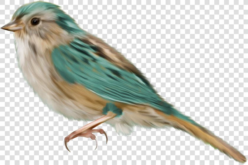 Pajaros Png  Transparent PngTransparent PNG