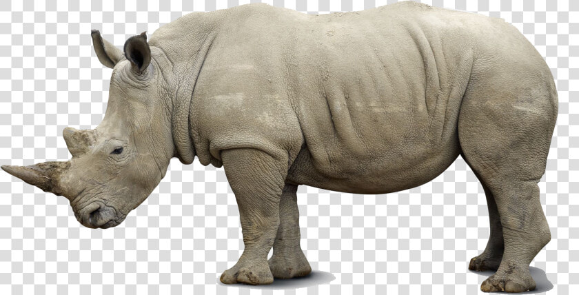 Rhino Png Pics   Side View Of A Rhino  Transparent PngTransparent PNG