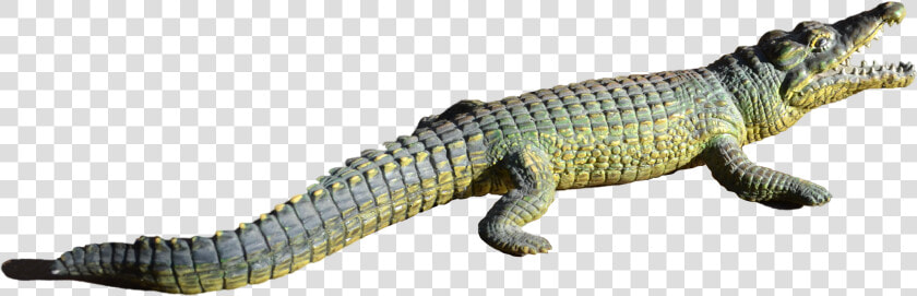 Alligator Png File   Répteis Png  Transparent PngTransparent PNG