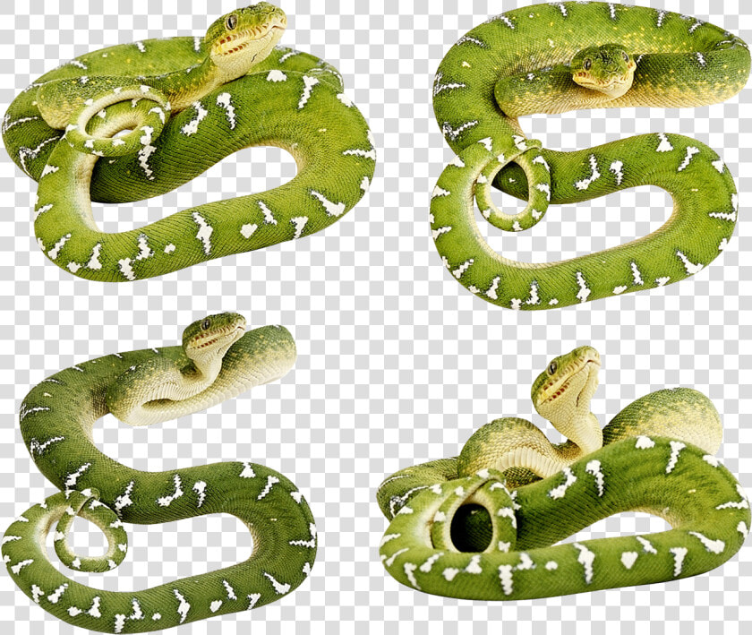 Green Snake Png   Snake No Back Ground  Transparent PngTransparent PNG