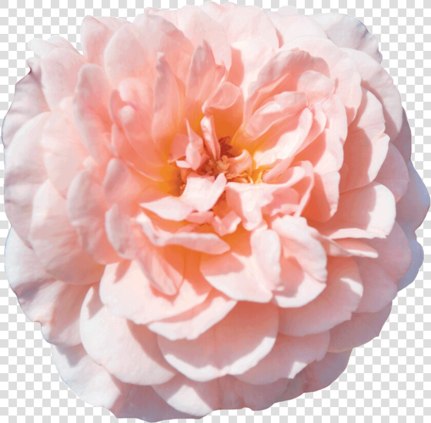 Apricot Drift®   Apricot Drift Rose  HD Png DownloadTransparent PNG