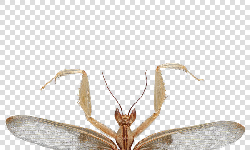 Predation On Pollinating Insects Shaped The Evolution   Orchid Praying Mantis Transparent  HD Png DownloadTransparent PNG