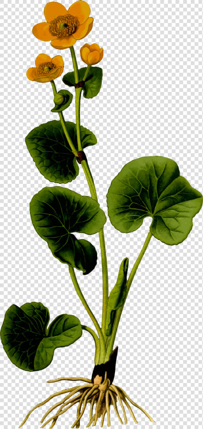 Marsh Marigold 2 Clip Arts   Marsh Marigold Png  Transparent PngTransparent PNG