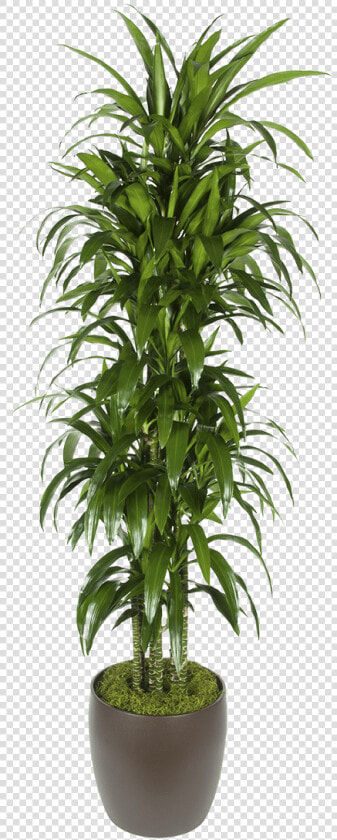 Houseplant  HD Png DownloadTransparent PNG