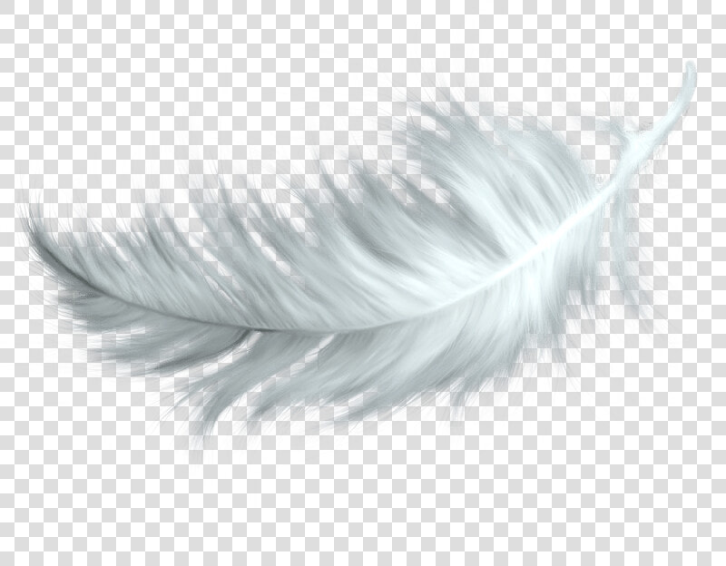 White Feather   Bird Feather Png  Transparent PngTransparent PNG