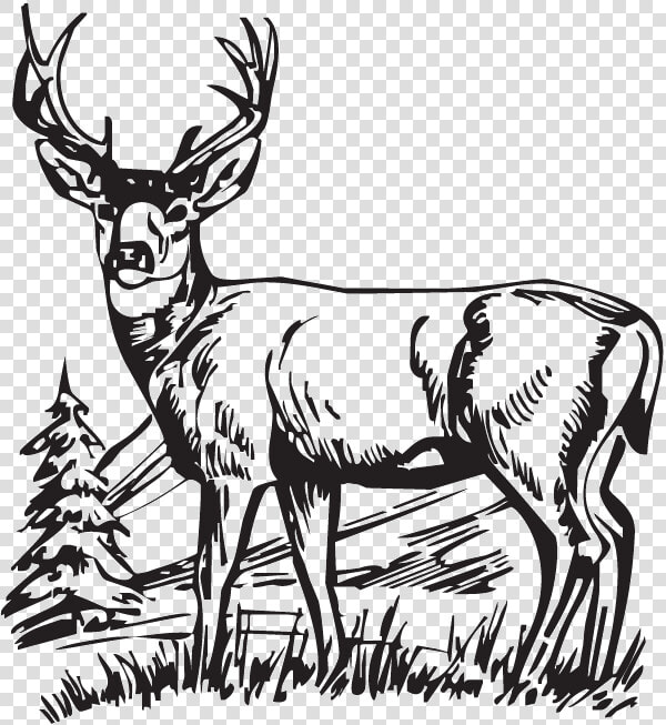 Download Hunting Deer Drawings Clipart White tailed   Whitetail Deer Deer Clipart Black And White  HD Png DownloadTransparent PNG