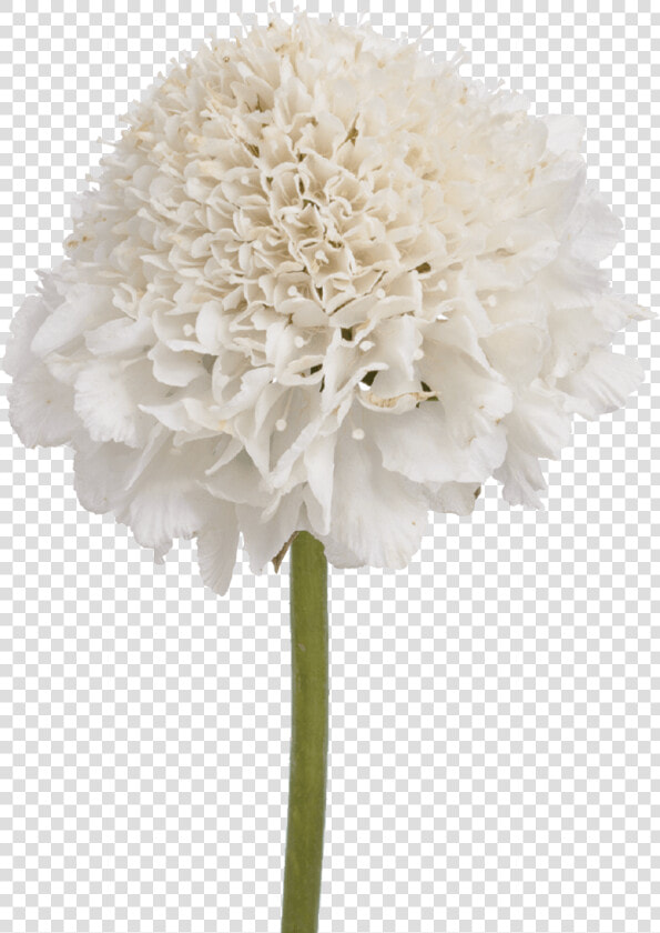 Transparent Vanilla Flower Png   Artificial Flower  Png DownloadTransparent PNG