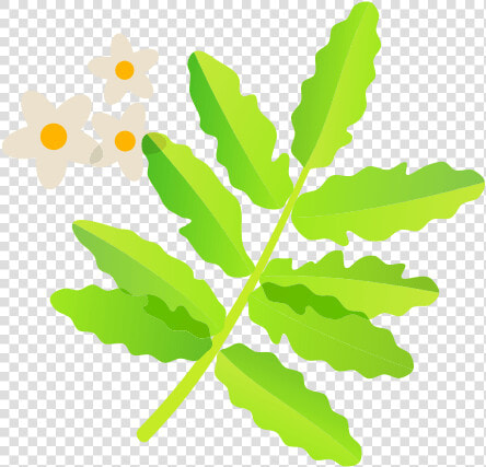 Frankincense   Illustration  HD Png DownloadTransparent PNG