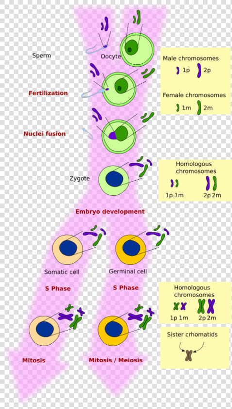 Meiosis In Animal Tissue  HD Png DownloadTransparent PNG