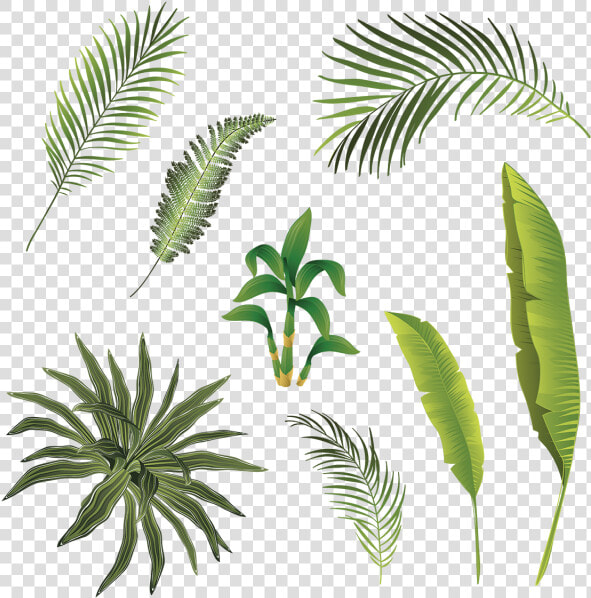 Tropical Branch And Leaves Collection  Tropical Branch   Transparent Leaves Tropical Png  Png DownloadTransparent PNG