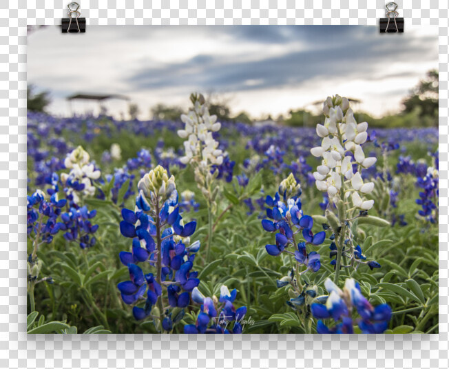 Bluebonnet Png  Transparent PngTransparent PNG