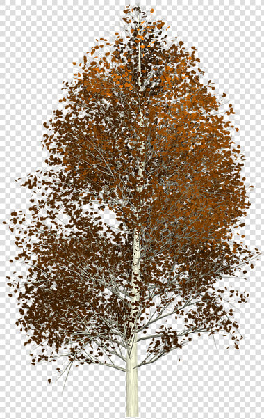 Aspen  Tree  Painted Tree  Nature  Brown   Aspen Tree Transparent Background  HD Png DownloadTransparent PNG