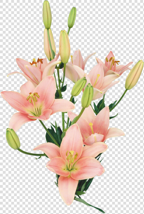 Ramo De Flores Naturales Png  Transparent PngTransparent PNG