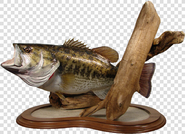 Largemouth Bass Mount   Northern Largemouth Bass  HD Png DownloadTransparent PNG