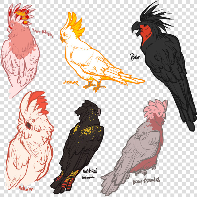 Vector Free Download Moluccan Tumblr Cockatoos Pinterest   Cockatoo Drawing  HD Png DownloadTransparent PNG