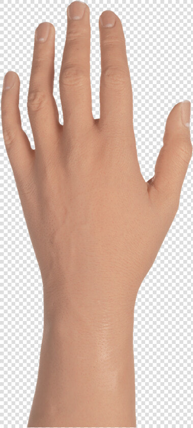 Female Hand Png   Transparent Male Hand Png  Png DownloadTransparent PNG