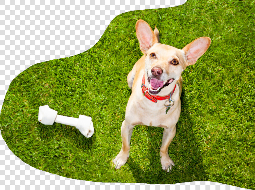 Com wp Content uploads dog With Big Bone  HD Png DownloadTransparent PNG