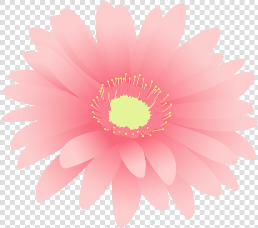 Barberton Daisy  HD Png DownloadTransparent PNG